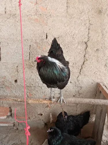 Galinha ameraucana ovos fertil