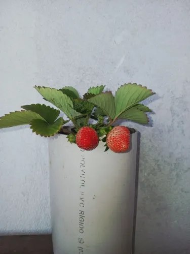 PÉ de morango com frutos
