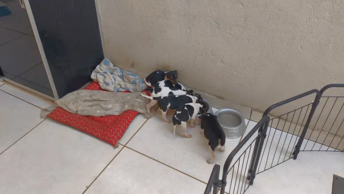 FOX PAULISTINHA ( TERRIER BRASILEIRO)