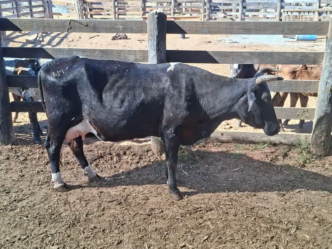 Vacas leiteiras