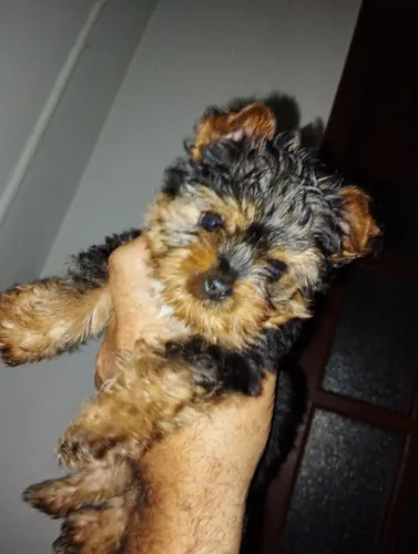 Filhote de yorkshire pura raça só comigo