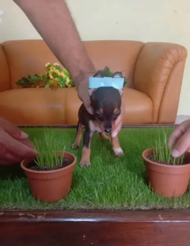 Pinscher filhotes - dóceis, saudáveis e prontos para Você