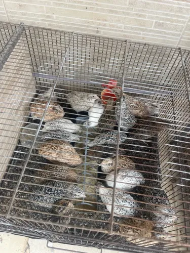 Vendo codornas 