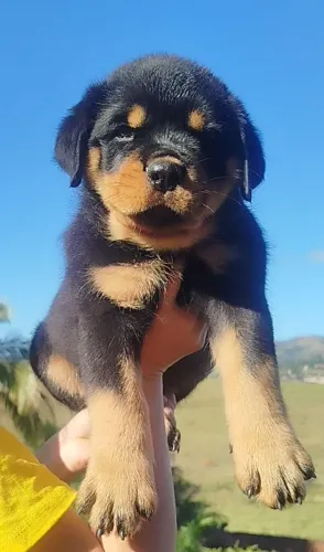 ROTTWEILER KBÇA/TOURO