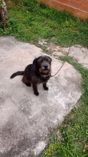 Cachorro pra doação