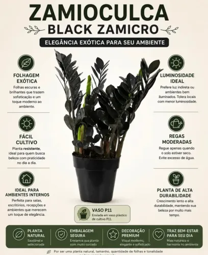 Zamiucuca Black