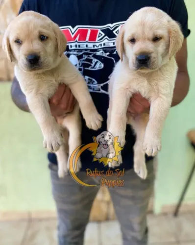 Labrador Gratidão em Forma de Companhia