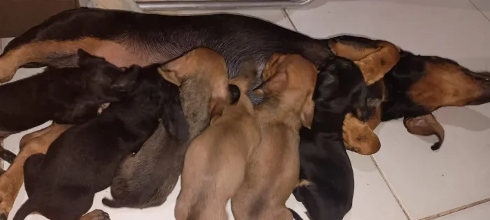 Filhotes Dachshund(salsichas) 450,00 já vermifugados