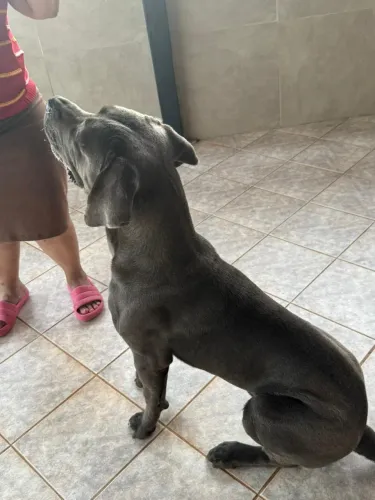 Doa-Se Cane Corso