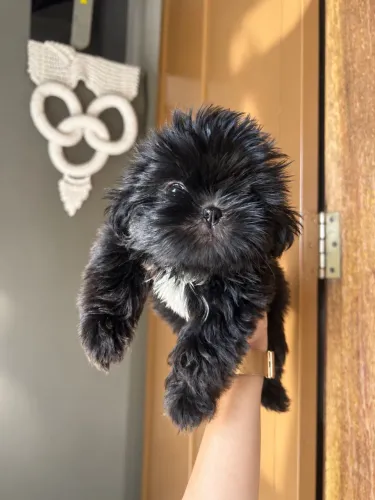 Cachorro Shih Tzu Fêmea / Macho 