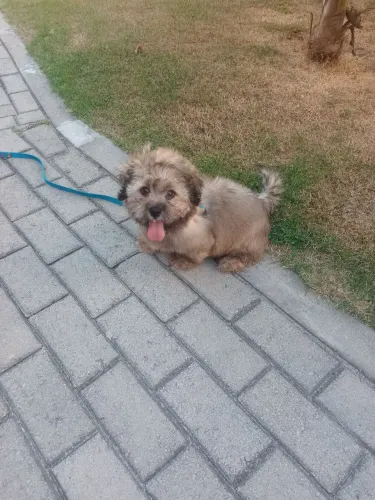 Cachorro Lhasa Apso Fêmea - 2 meses 