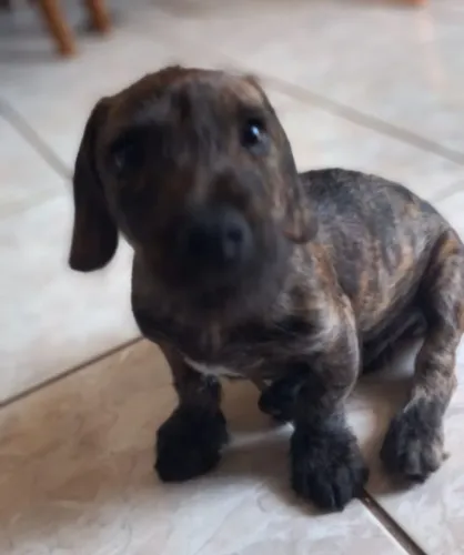 Cachorrinho de 3 meses para adoção responsável.