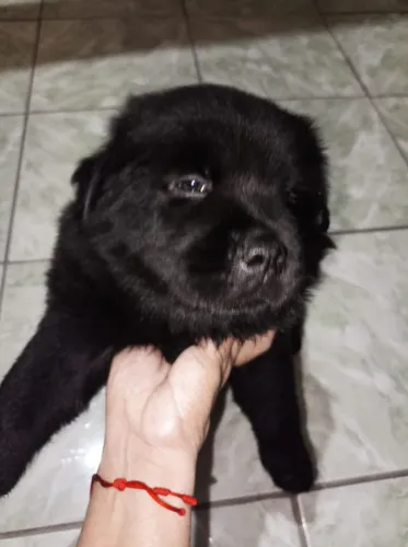 cachorro chow chow filhote 1000
