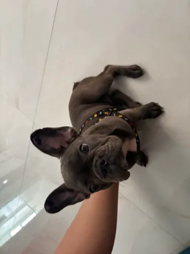 Buldogue francês 