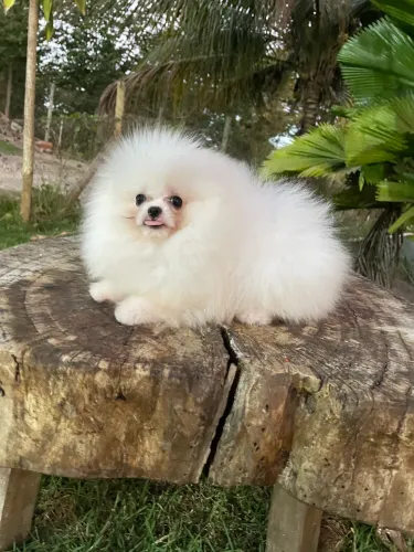Lulu da Pomerania anão | PEDIGREE