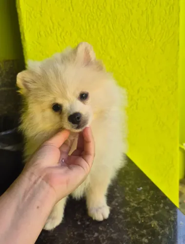 Spitz alemão macho 