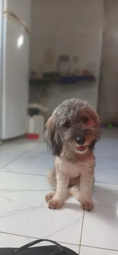 Precisa de um lar cm espaço, me mudei pra uma casa sem quintal.