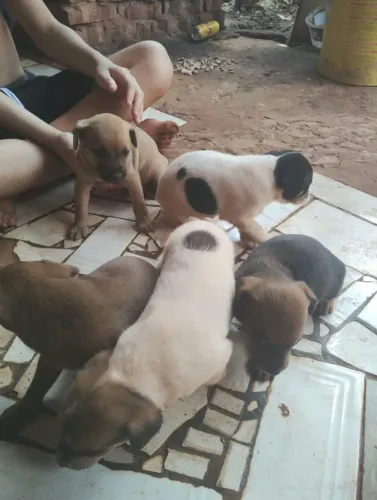 Doação de cães
