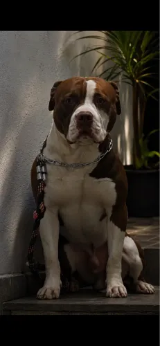Vendo Pit Monster 