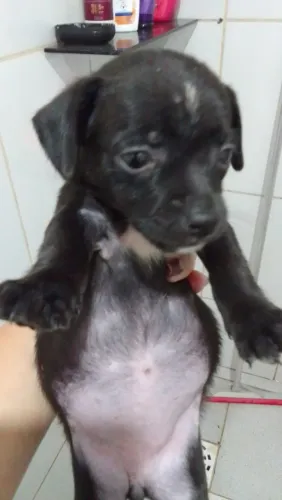 Lindos chihuahua Basset para doação 