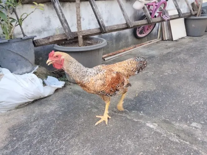 Galo Pedrês