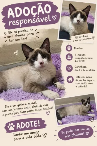 Gatinho