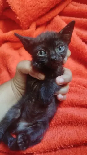 Gatinhas para doação (SRD)