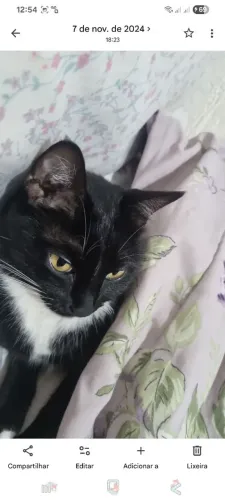 Doação de gata pretinha