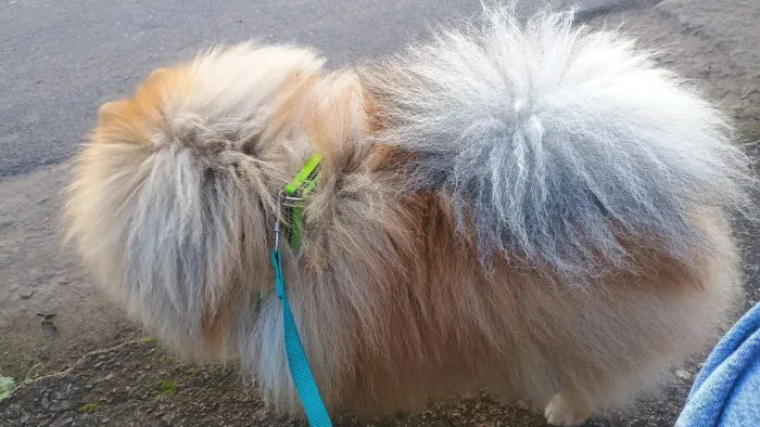 Spitz Alemão (Ursinho)