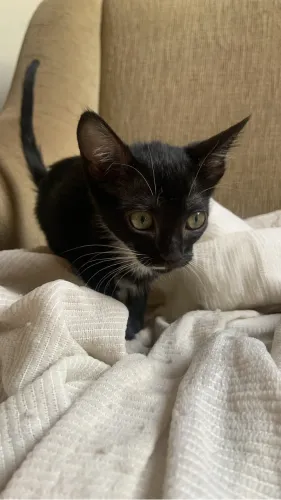 Doação de gatos