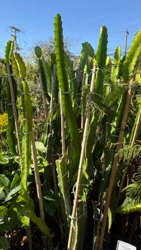 Muda de Pitaya Vermelha