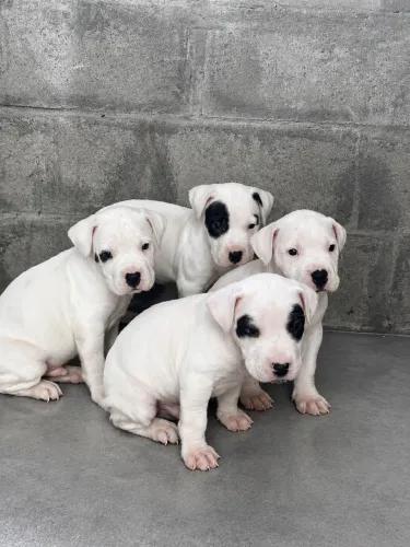 Dogo Argentino filhotes MACHOS