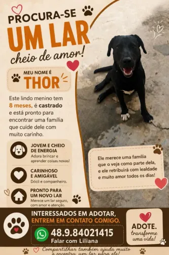Cachorro 