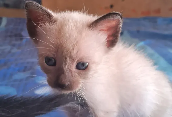 Doação de gatas
