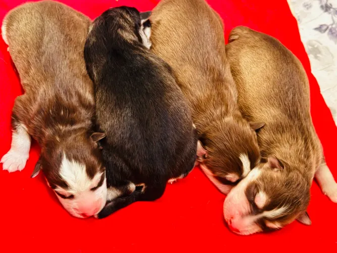 Husky siberiano pelagem wooly , 3 machos e 1 fêmea ?