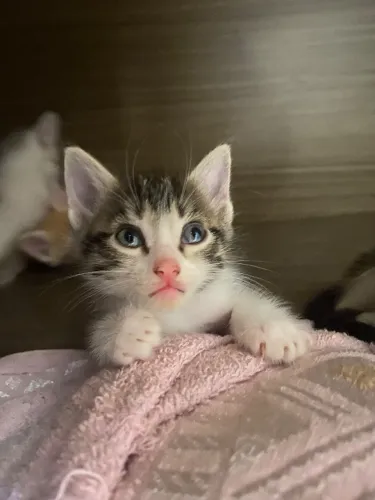 Doação de gatos