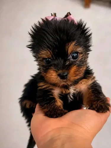 Yorkshire Mini esse cabe lutera no seu bolso rs