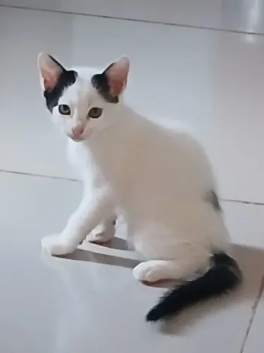 Gatos