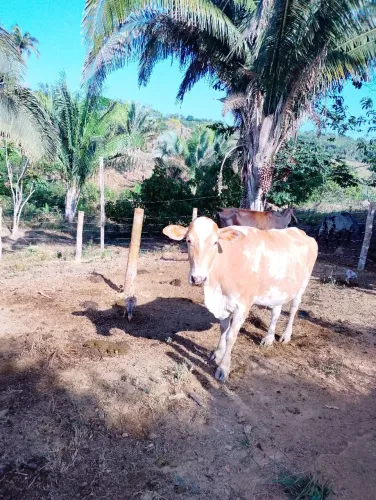 Vende se vacas de leite.