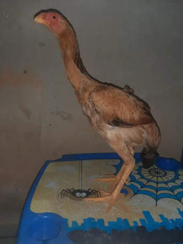 Frangos Indio gigante 