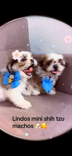 Mini shih tzu machos