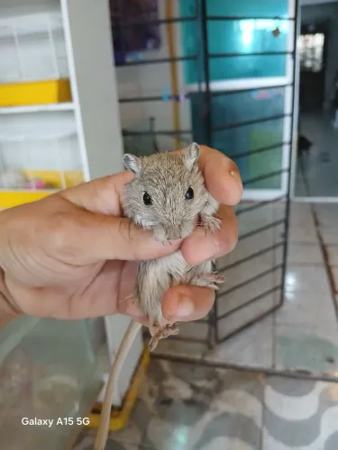 Dupla de gerbil (mesmo sexo)