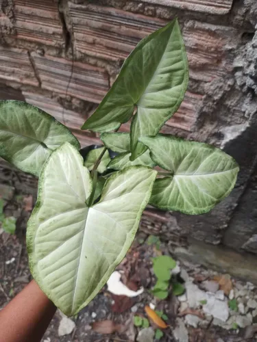 Singônio