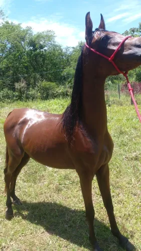 Vendo cavalo árabe puro sangue com todos os documentos