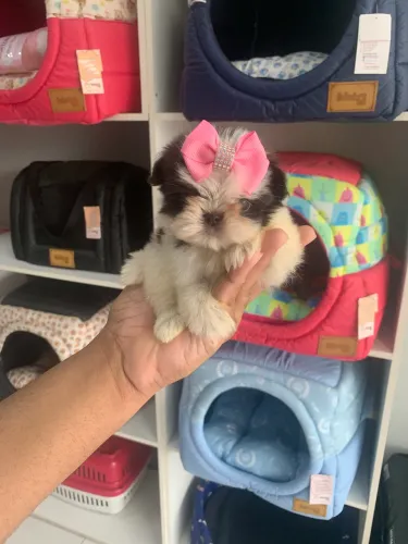 Shih tzu mini fêmea 