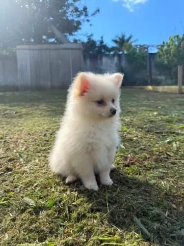 Spitz alemão anão pra quem for mais rapido