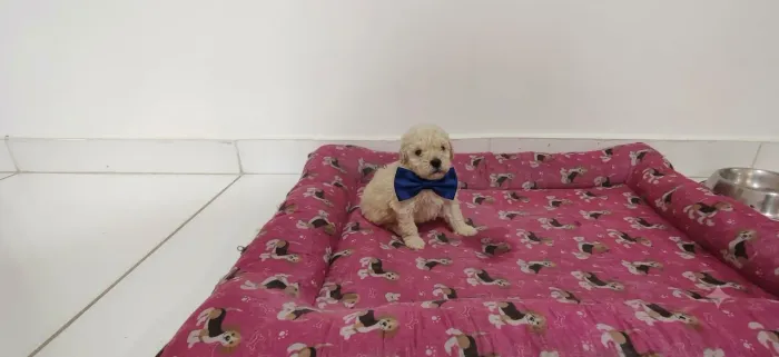Filhotes de Poodle Toy macho