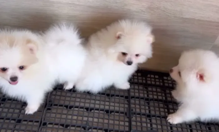 Lulu da pomerania spitz alemão