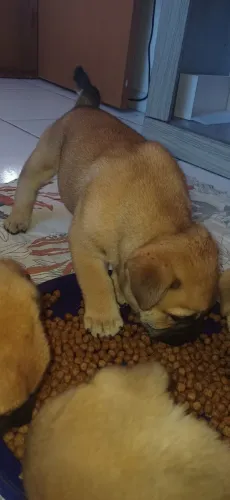 Cães mestiços de Buldogue Inglês com Chow chow