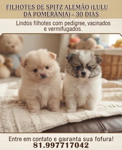 Filhote machos de spitz alemão ( lulu da pomerania)